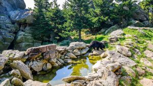 Grandfather Mountain Wildlife Habitat Wide View of Bear on Rocks crop10.85000.090r4.f64720de