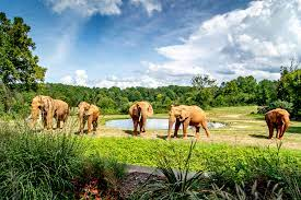 Elephants at the North Carolina Zoo.